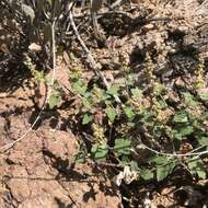 Image of Tucson bur ragweed