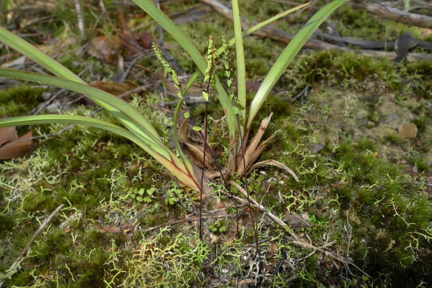 Image of Lindsaea linearis Sw.