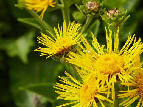 Image of Elecampane