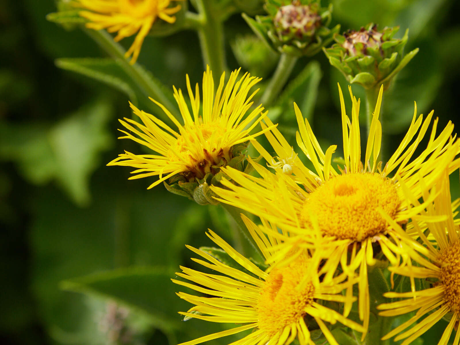 Image of Elecampane