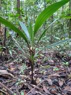 صورة <i>Palmorchis pubescens</i>