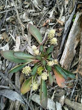 Image of Ptilotus seminudus (J. M. Black) J. M. Black