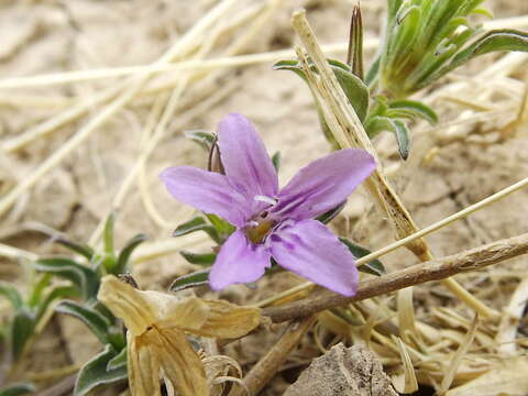 Imagem de Dyschoriste linearis var. schiedeana (Nees) B. L. Turner