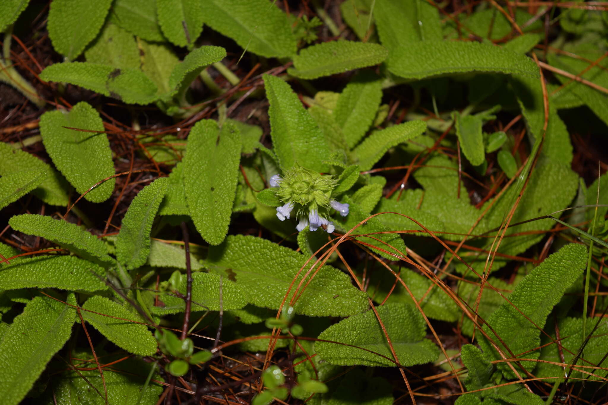 Image of Lepechinia schiedeana (Schltdl.) Vatke