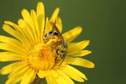 Image of Bicolored Agapostemon