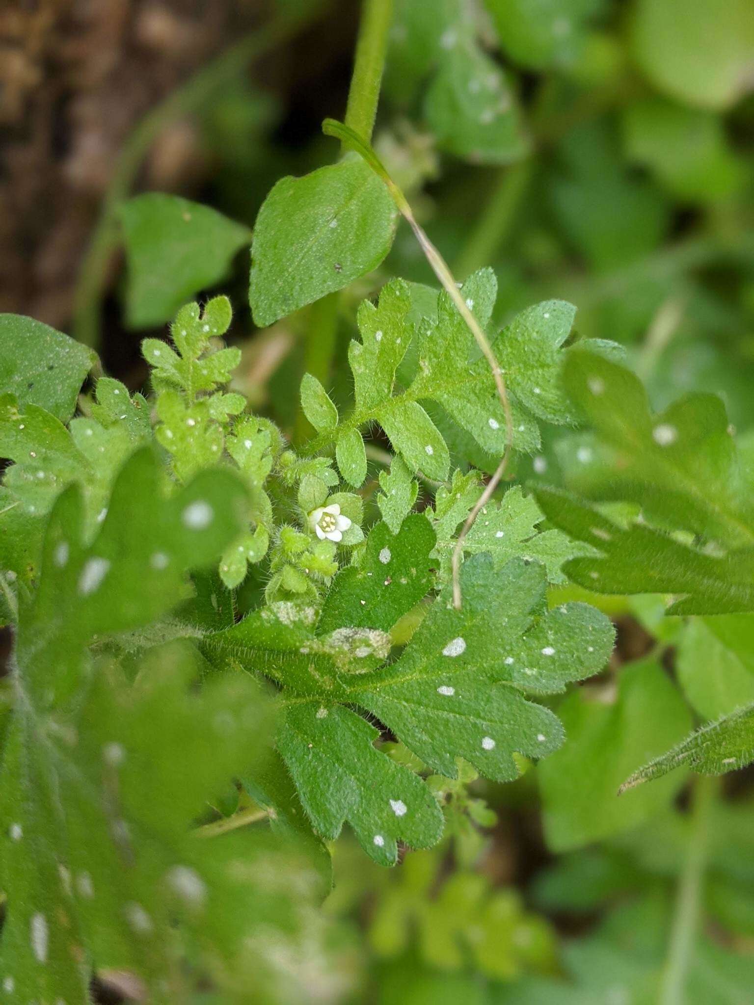 Image of spotted hideseed