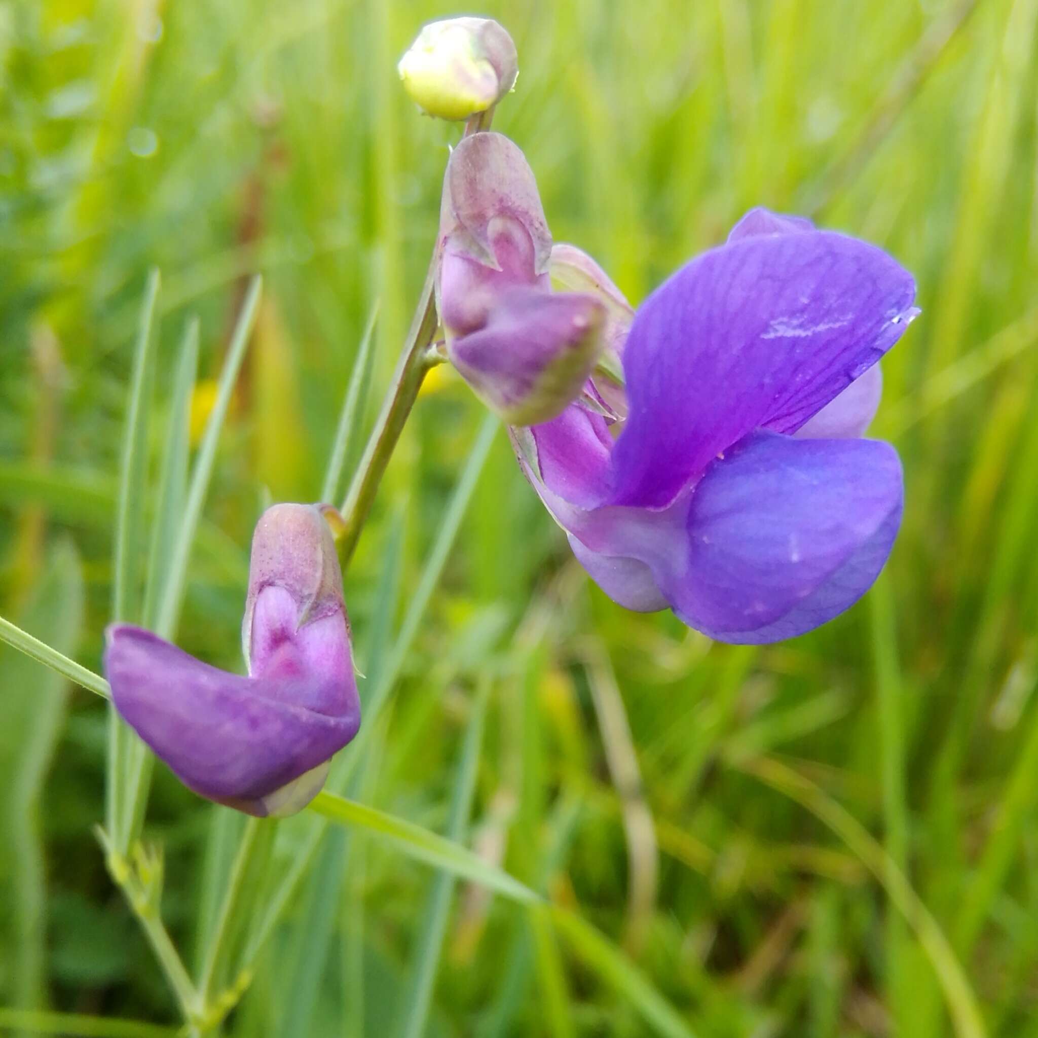 Image of <i>Lathyrus bauhini</i>