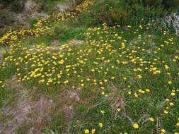 Image of Scapisenecio pectinatus var. major (F. Muell. ex Belcher) Schmidt-Leb.