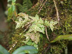 Image of Epidendrum stanhopeanum Kraenzl.