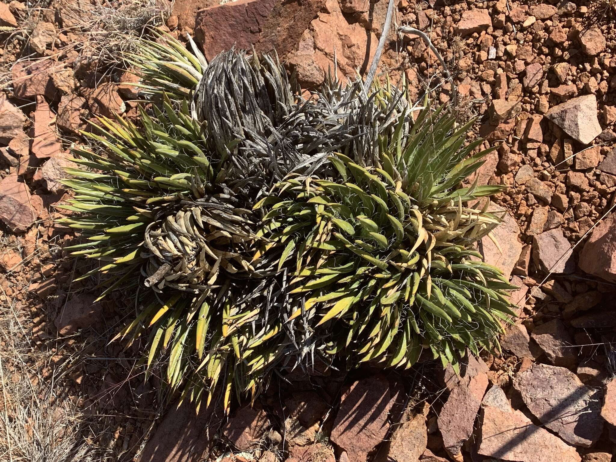 Image of Toumey's century plant