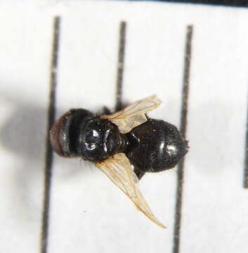 Image of Phasia mesnili (Draber-Monko 1965)