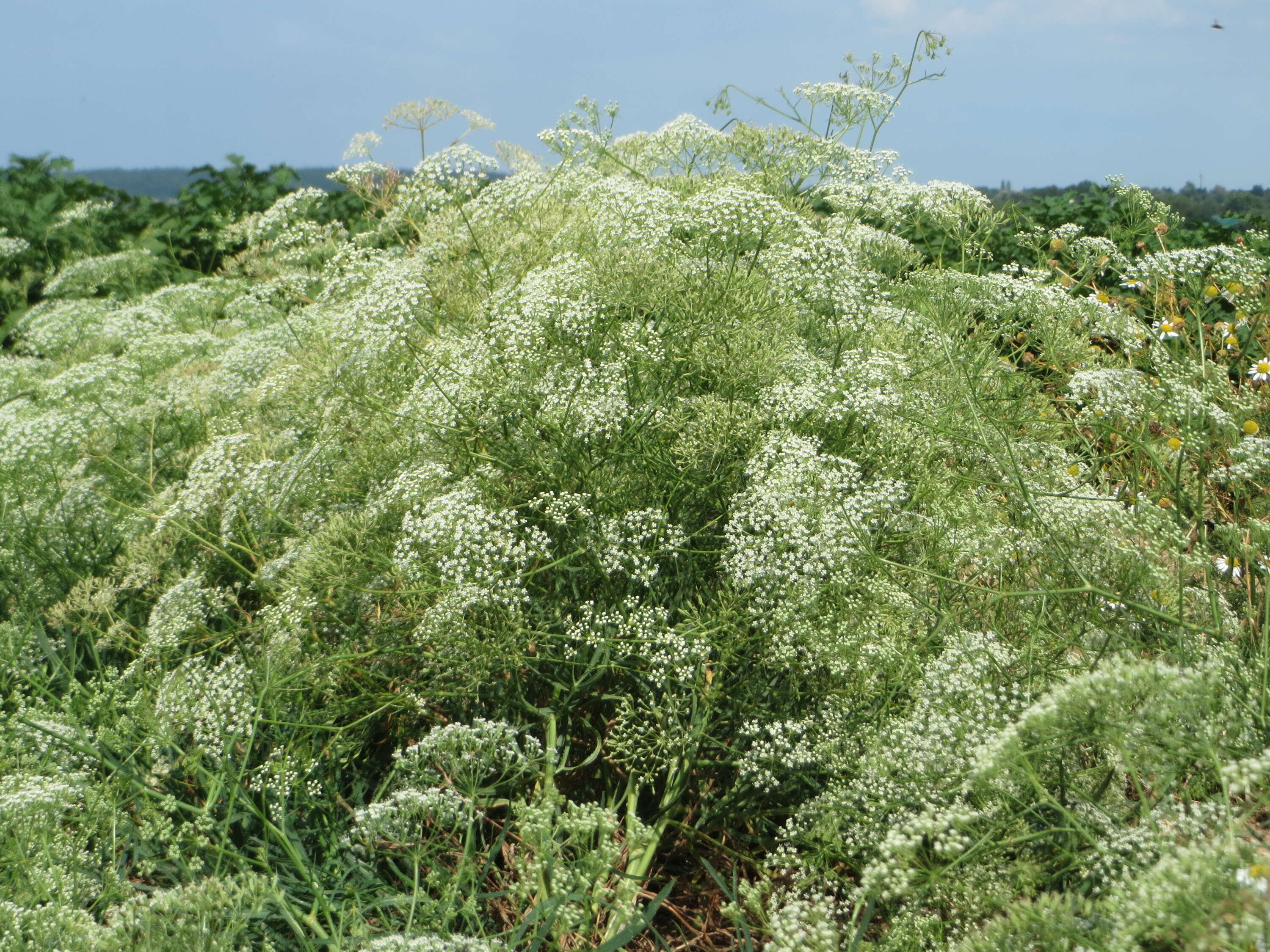 Image of longleaf