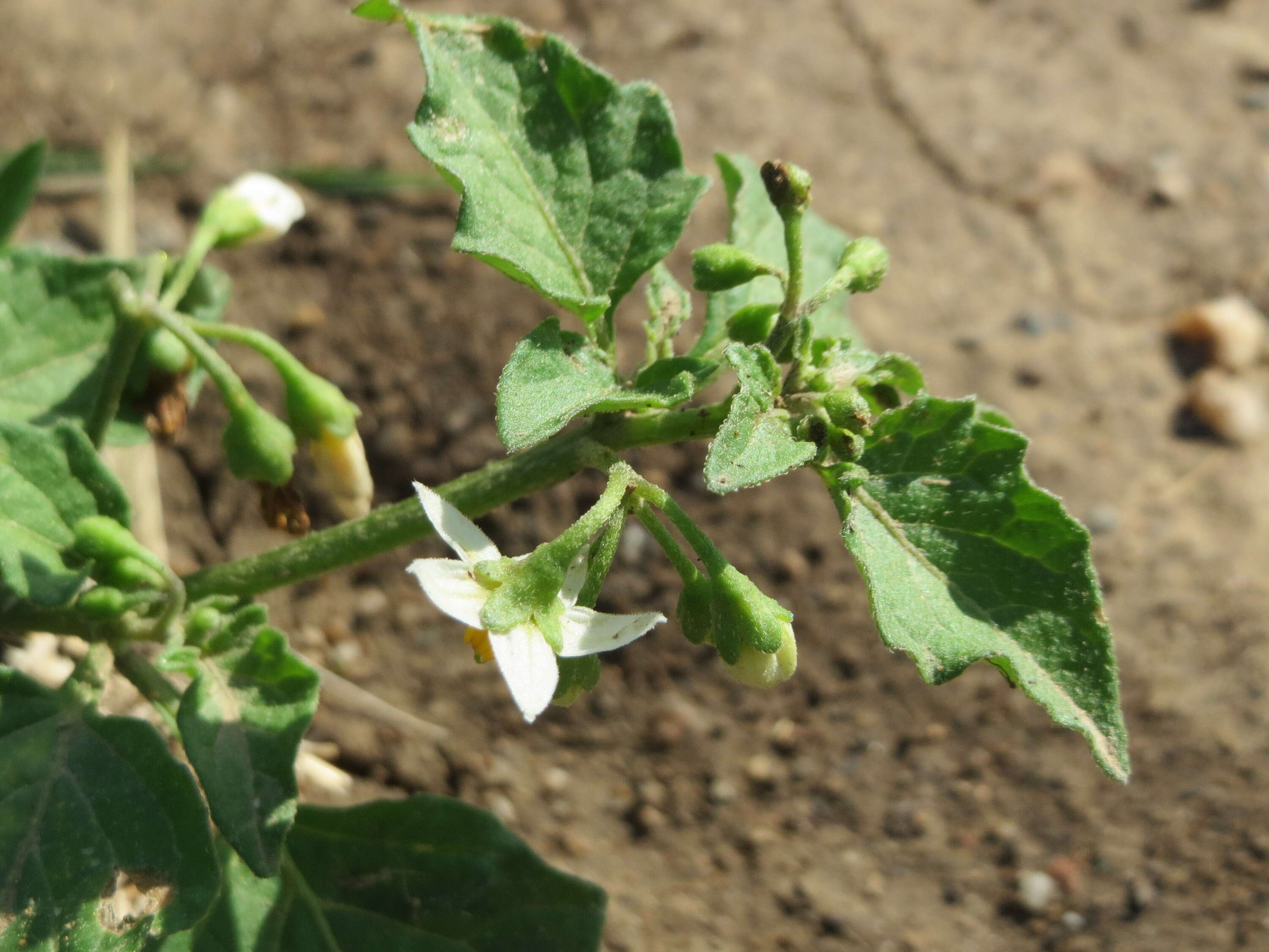 Plancia ëd Solanum nigrum L.