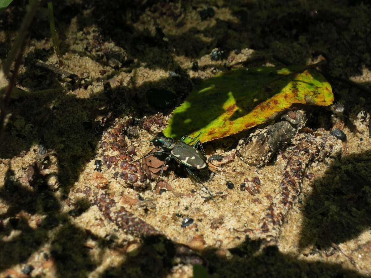 Image of Appalachian Tiger Beetle