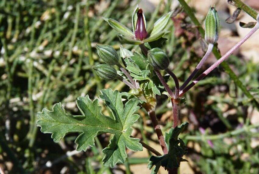 Image of Erodium guttatum (Desf.) Willd.