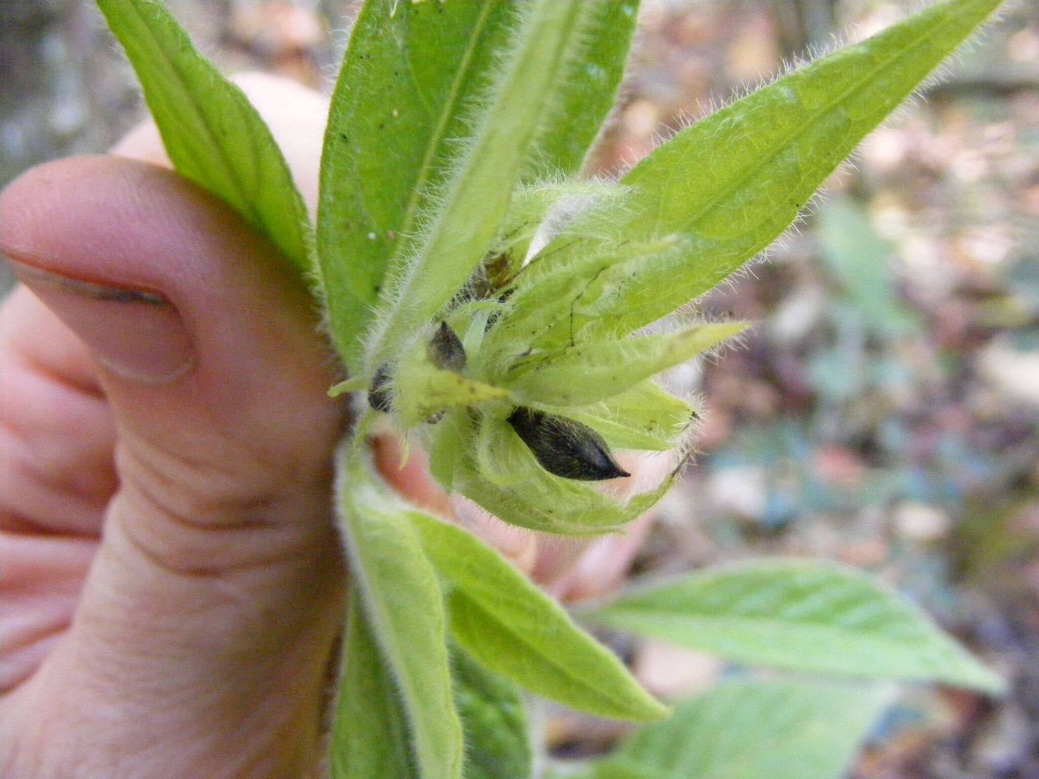 Image of Justicia jamaicensis (Britton) Stearn