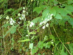 Imagem de Peltaria alliacea Jacq.