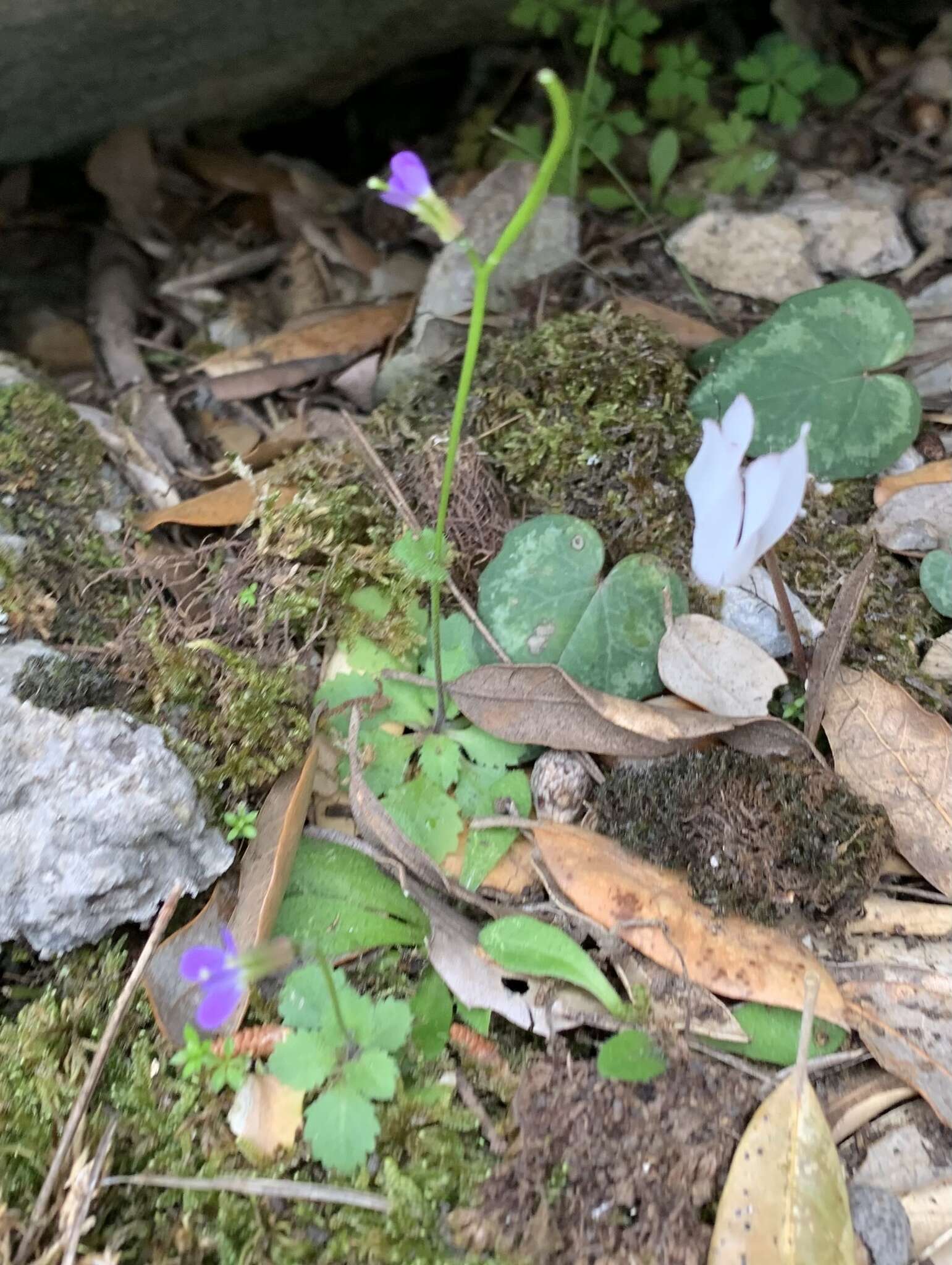 Image of Arabis verna (L.) W. T. Aiton