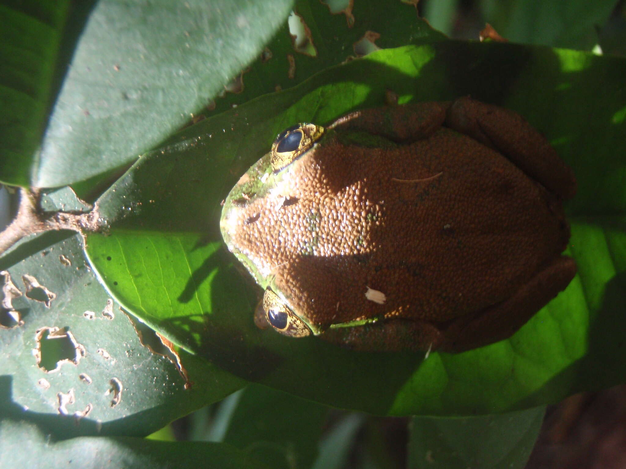 Leptopelis vermiculatus (Boulenger 1909)的圖片