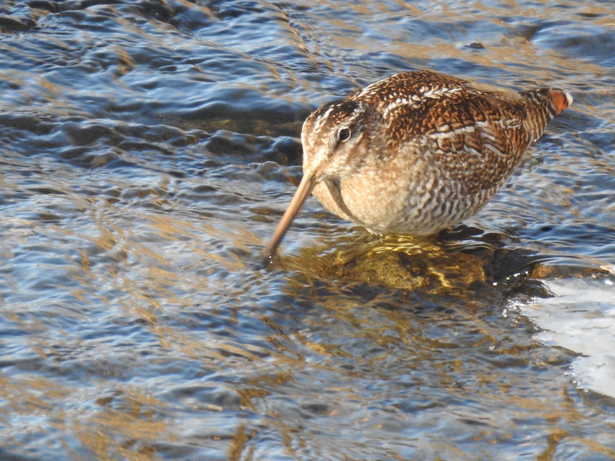 Image of Solitary Snipe