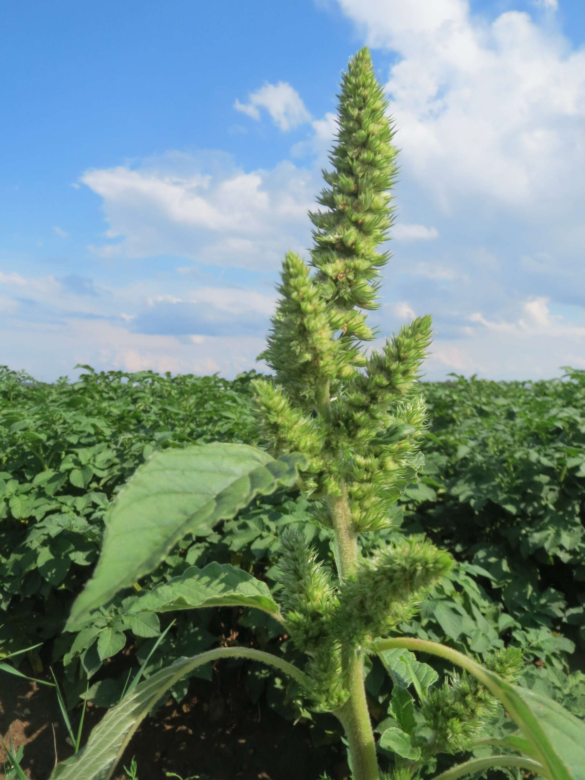 Image of redroot amaranth