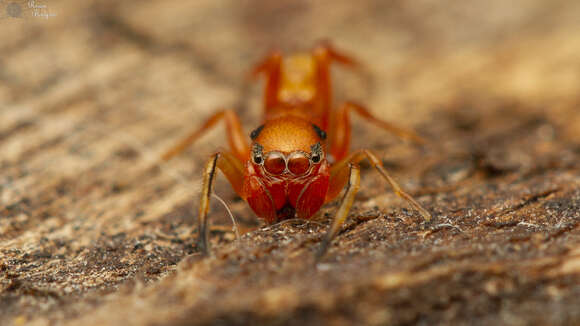 Image of Myrmarachne ichneumon (Simon 1886)