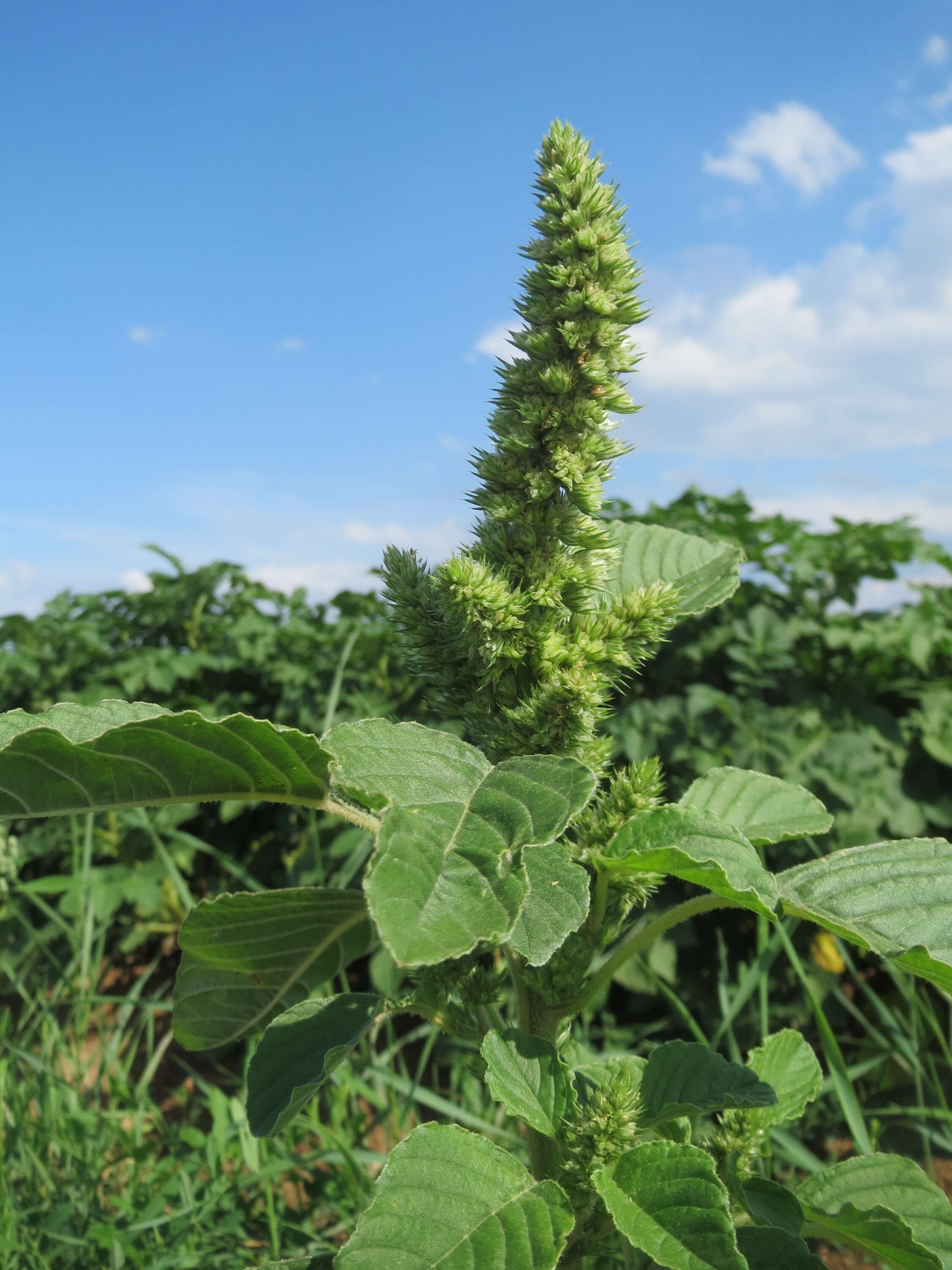 Image of redroot amaranth