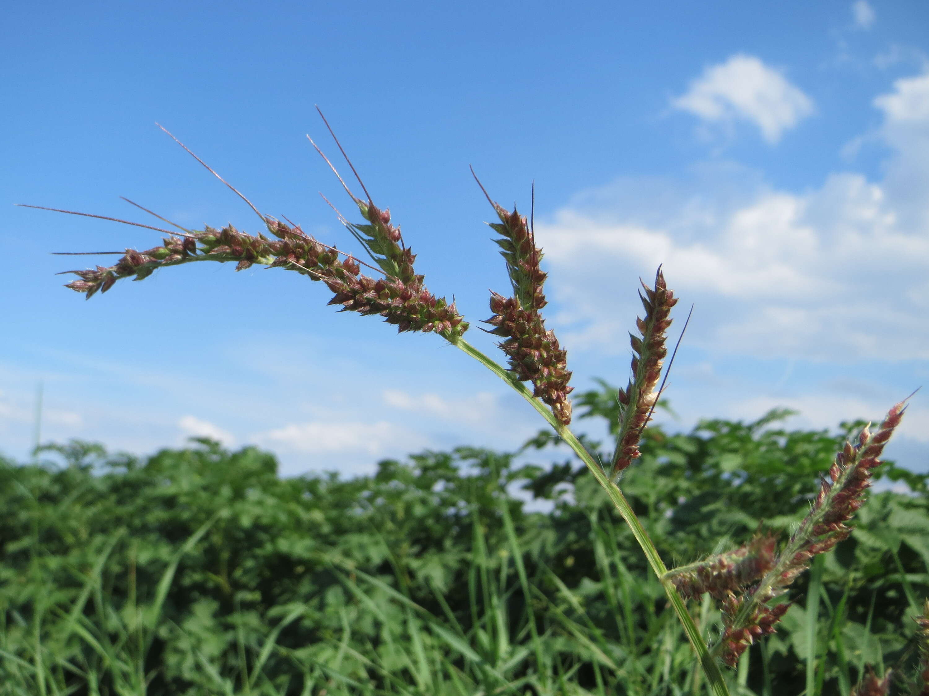 Plancia ëd Echinochloa crus-galli (L.) P. Beauv.