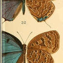 Image of Nilasera opalina Moore 1883