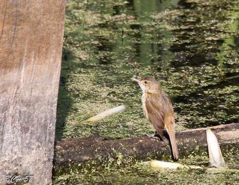 Image of Australian Reed Warbler