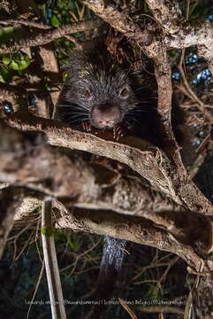 Image of Bahia hairy dwarf porcupine