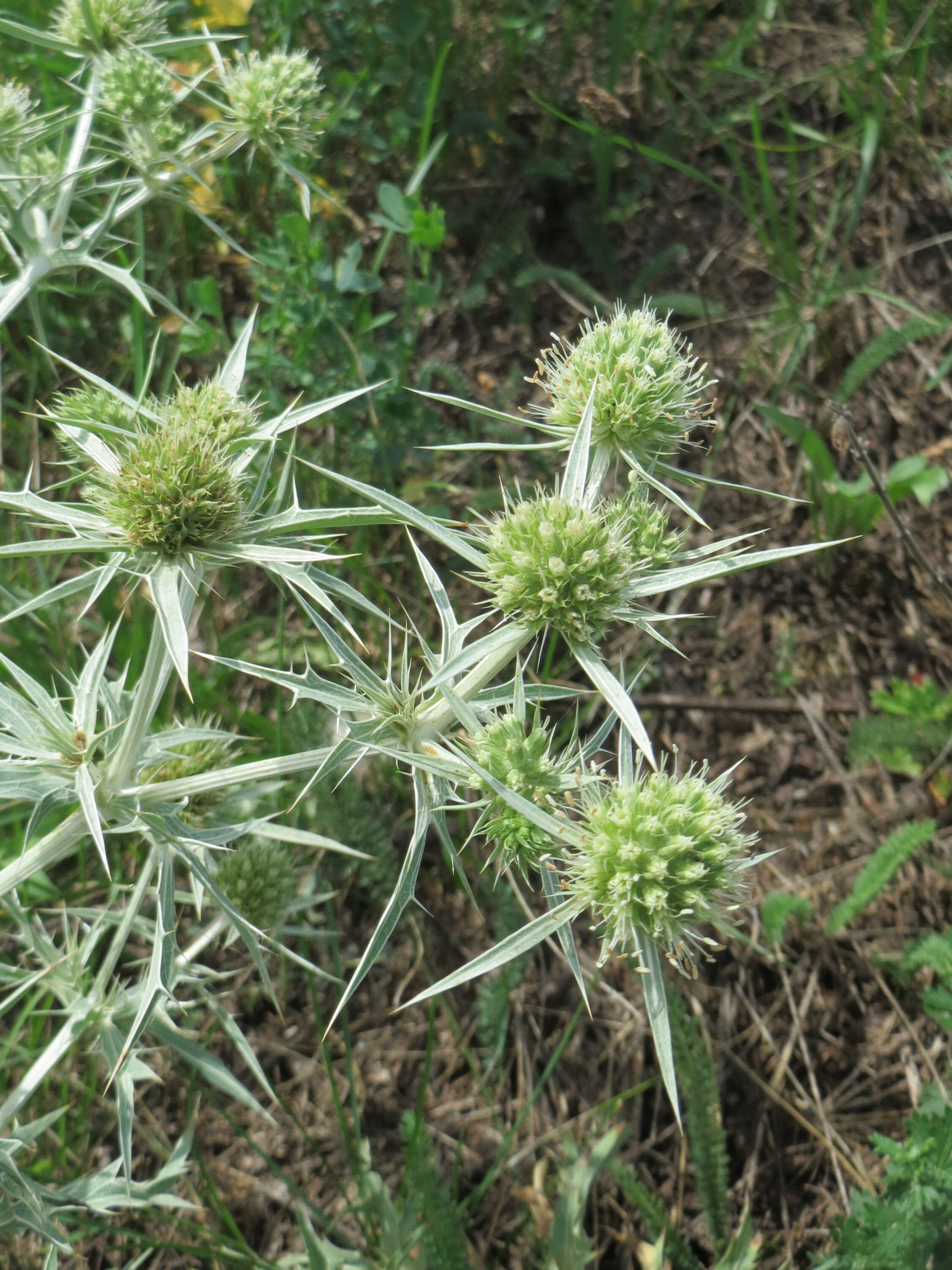 Image de chardon roulant