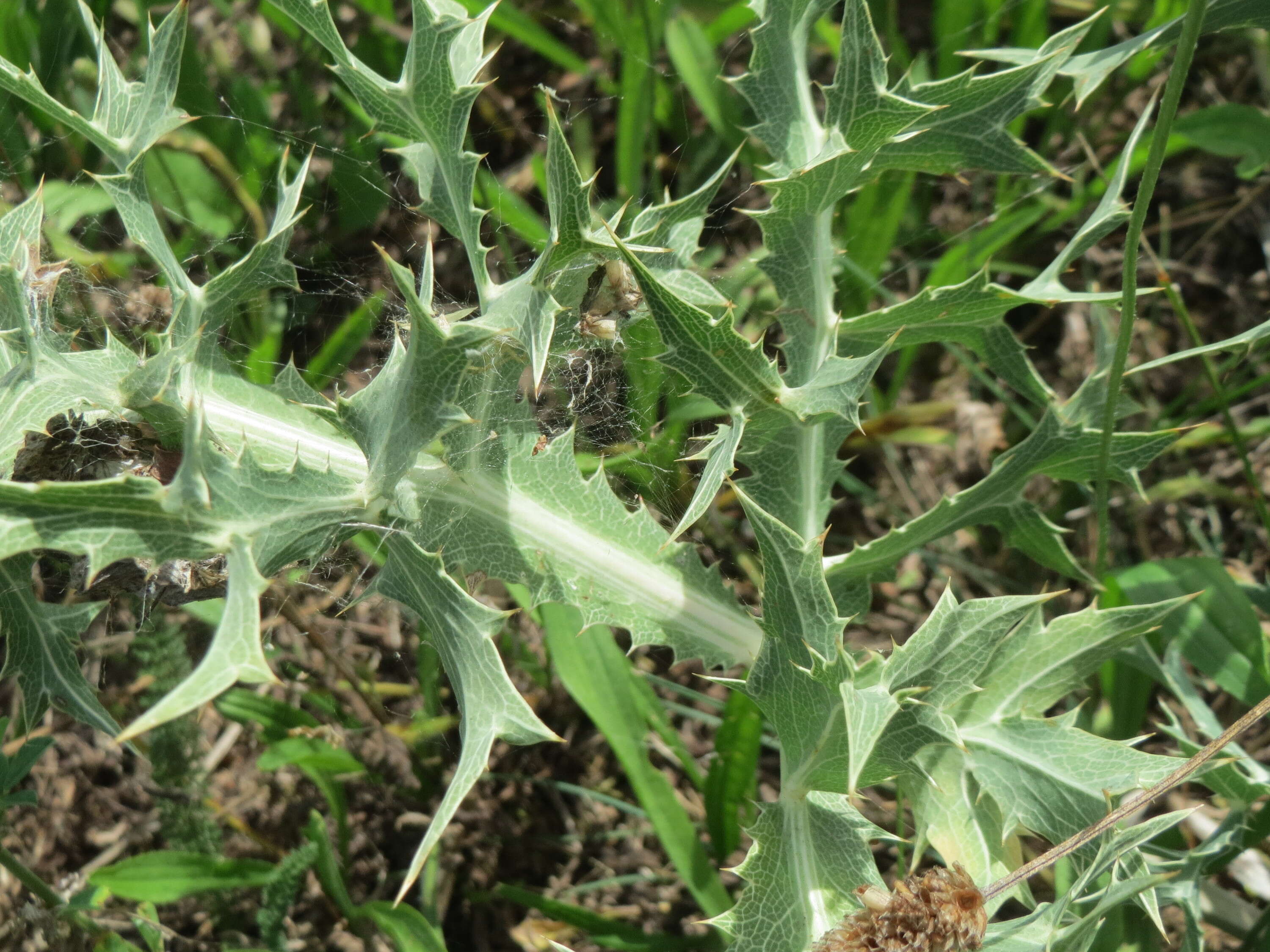 Image of field eryngo