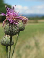 Centaurea scabiosa L. resmi