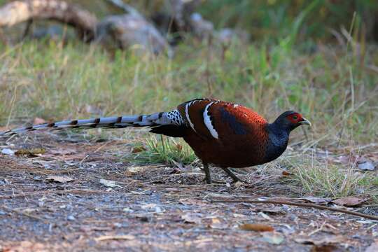 Image of Hume's Bar-tailed Pheasant