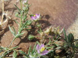 Plancia ëd Spergularia rubra (L.) J. Presl & C. Presl