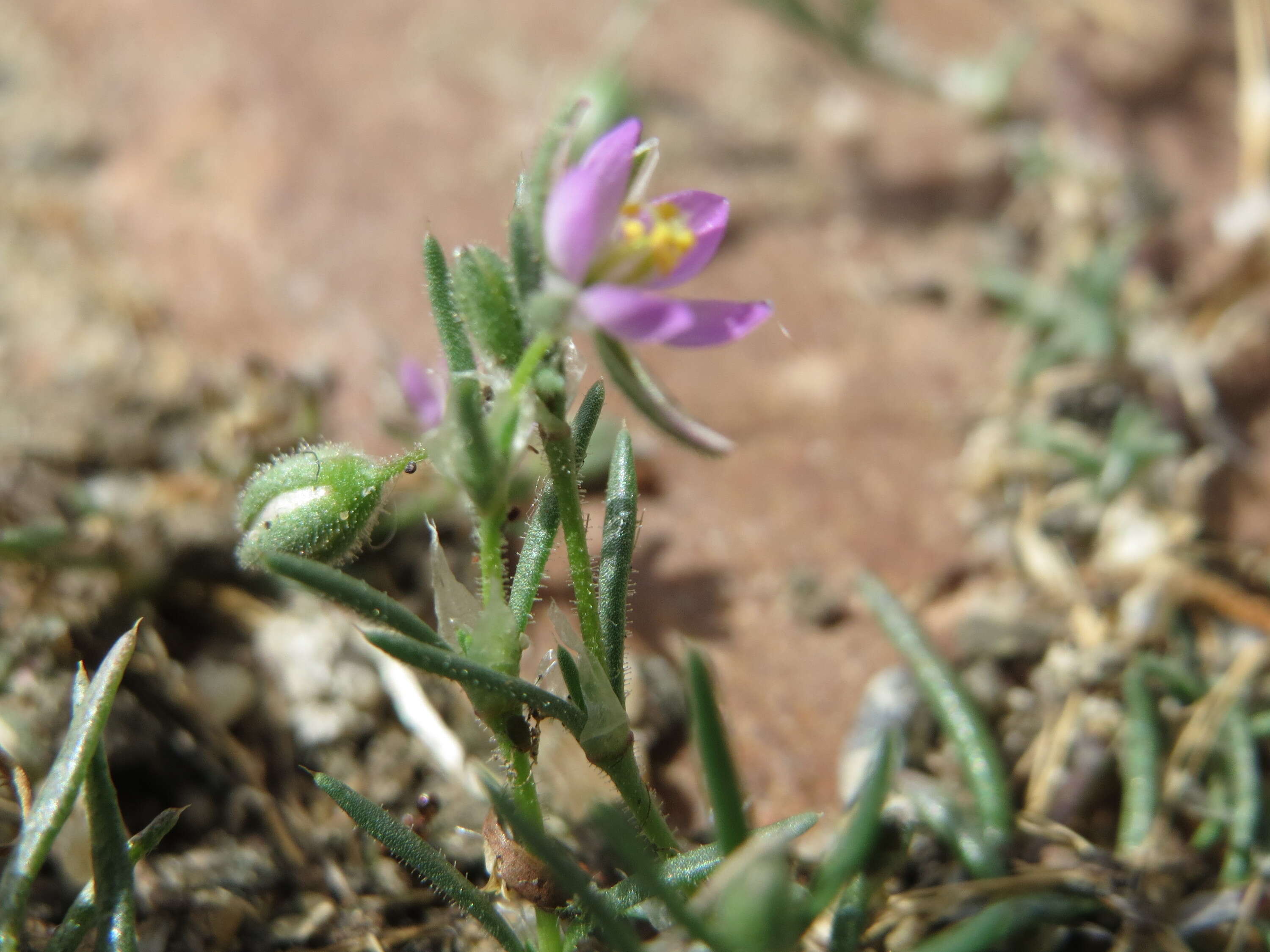 Plancia ëd Spergularia rubra (L.) J. Presl & C. Presl