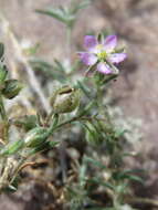 Plancia ëd Spergularia rubra (L.) J. Presl & C. Presl