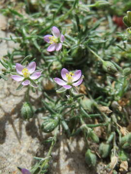 Image of red sandspurry