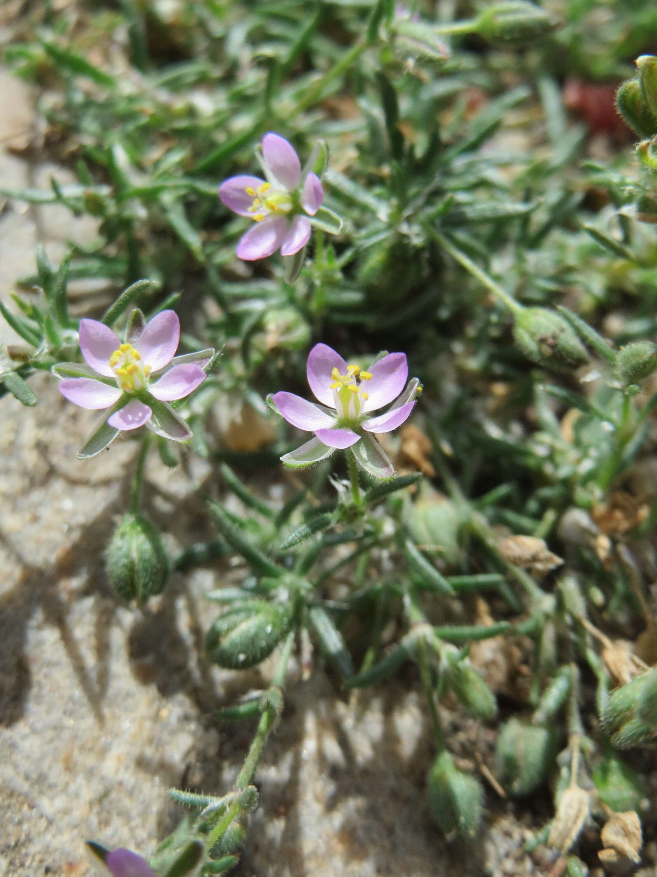 Plancia ëd Spergularia rubra (L.) J. Presl & C. Presl