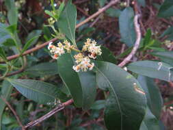 Image of Alyxia spicata R. Br.