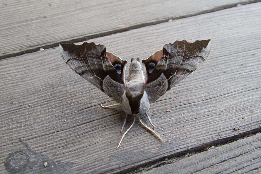 Image of One-eyed Sphinx, Eyed Hawk-moth