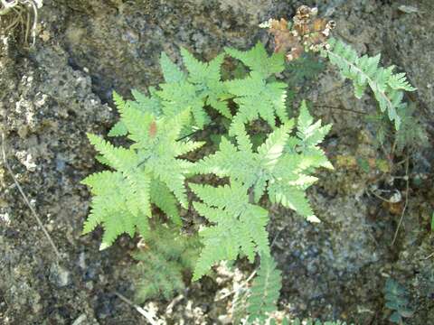 Image of Notholaena candida (Mart. & Gal.) Hook.