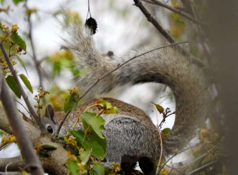 Image of Collie's Squirrel