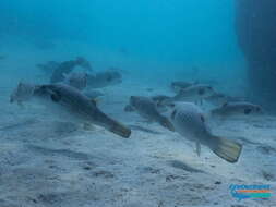 Image of Narrow-lined Puffer