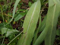 Plancia ëd <i>Agoseris <i>glauca</i></i> var. glauca