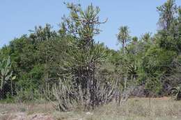 Imagem de Euphorbia grandidens Haw.