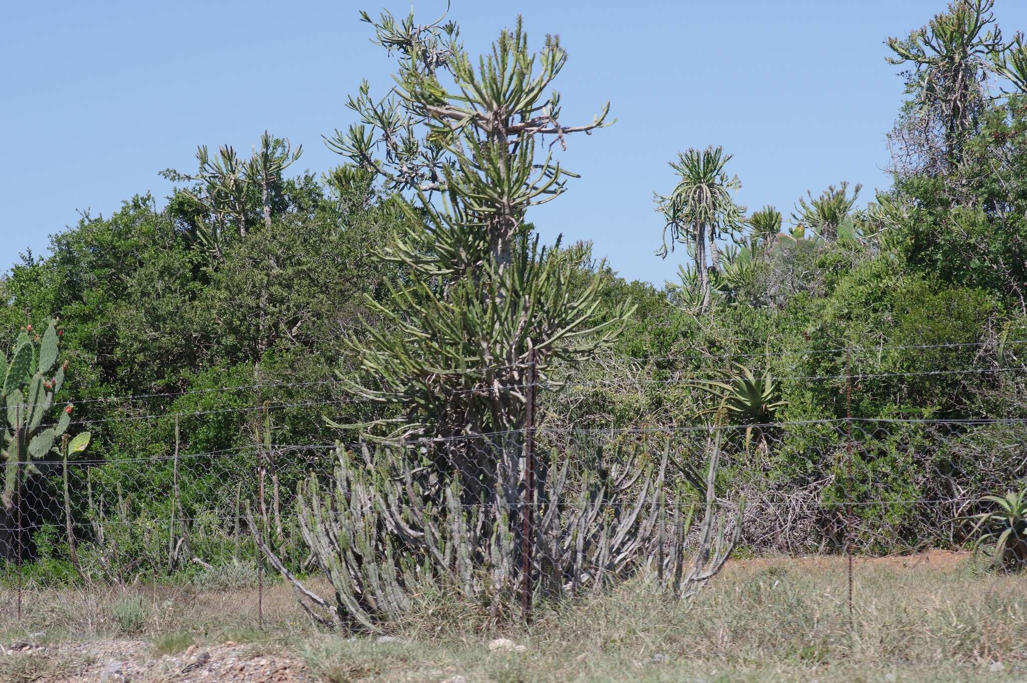 Слика од Euphorbia grandidens Haw.