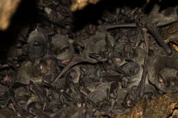 Image of New Zealand short-tailed bats