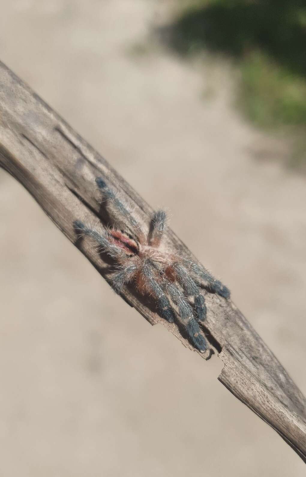 Image of Bahia Purple Red Tarantula